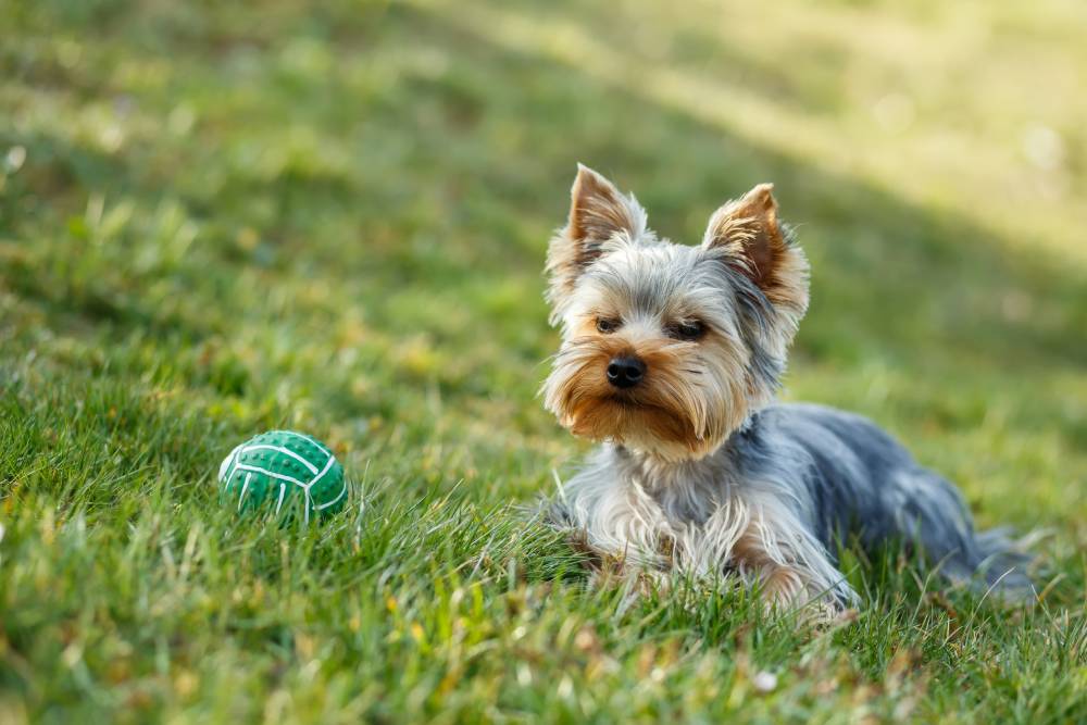 The Pup You’ve Been Waiting For Cute small yorkshire terrier is lying on a green lawn outdoor, no people with green ball